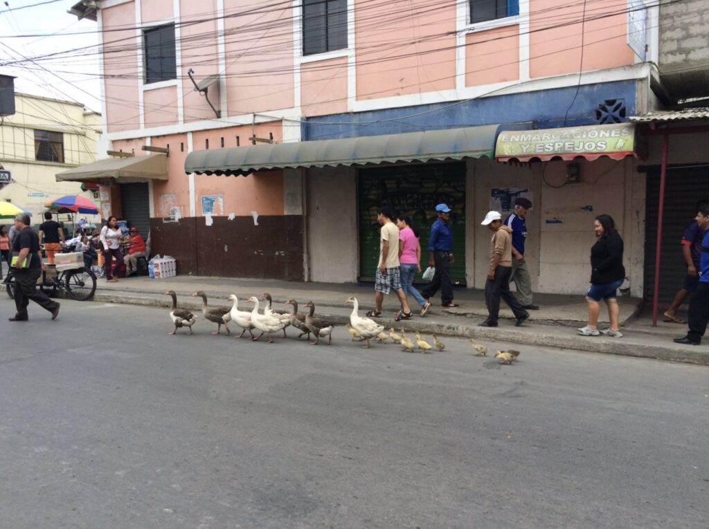 Duck walk